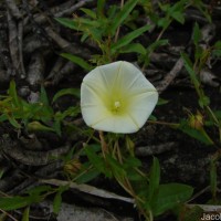 Xenostegia tridentata (L.) D.F.Austin & Staples